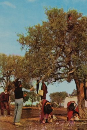 Rancho de Aranhas