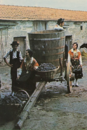Rancho Folclórico S. Miguel o Anjo